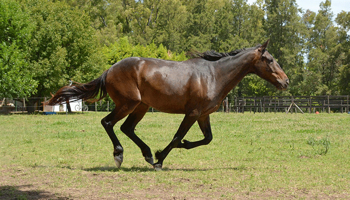 width=