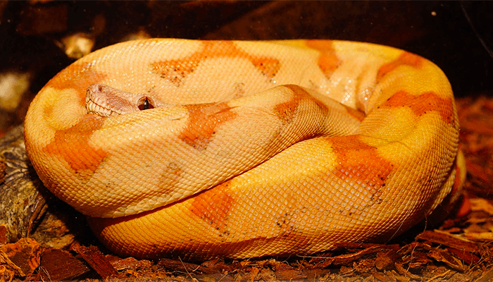 width=