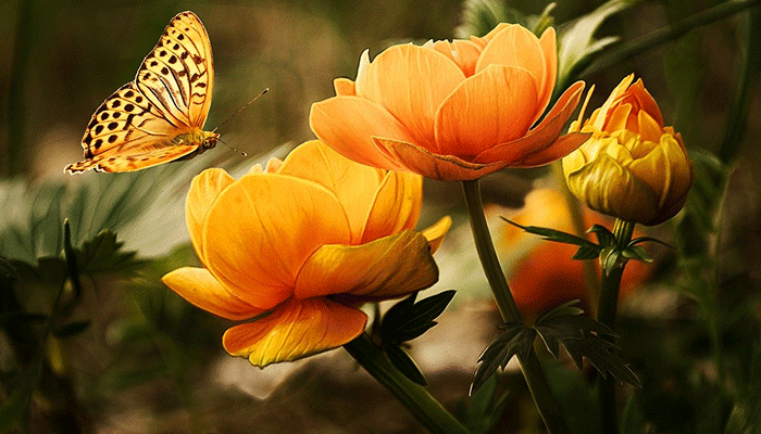width=